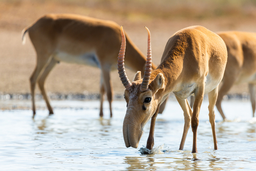 Why are one-fifth of the world’s migratory species facing extinction